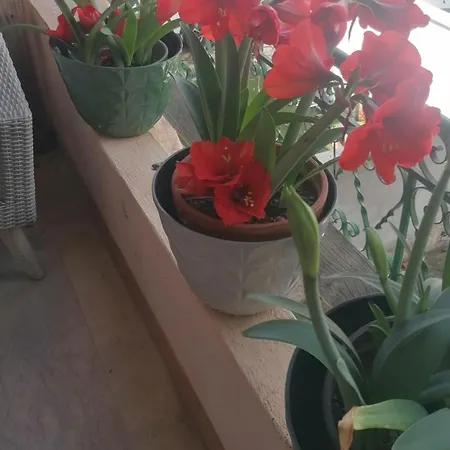 Rosa La Londe-les-Maures